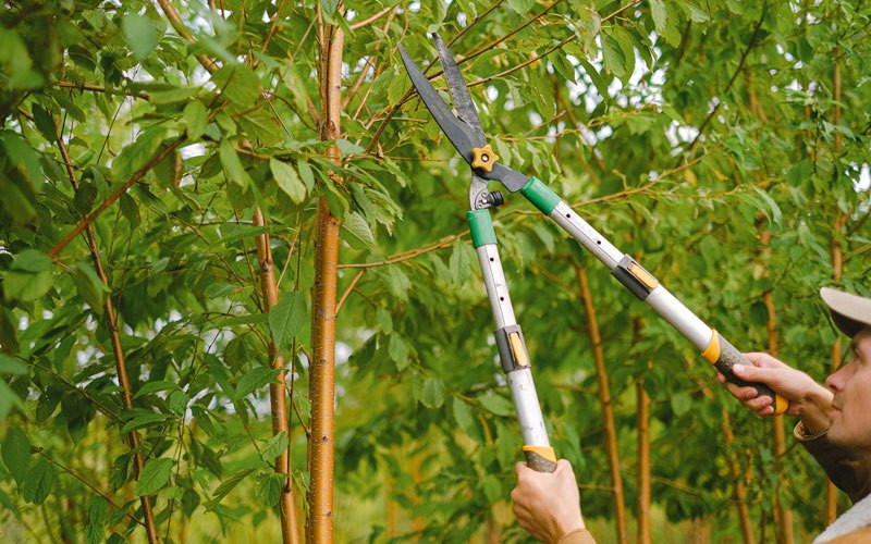 Tree trimming in Wellsville, NY